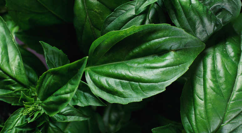 Basil Basil