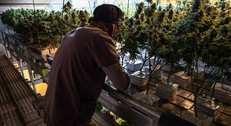 The grow room at Harmony Dispensary in Secaucus. Harmony Dispensary in Secaucus