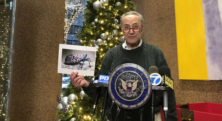 Schumer talks about the spotted lanternfly at a press conference Sunday. Schumer spotted lanternfly