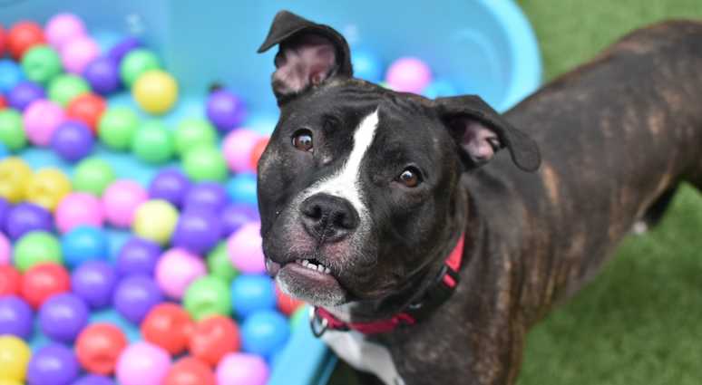 Isabella (15144), available for adoption at Manhattan ACC: 326 East 110th Street (Photo: ACC)