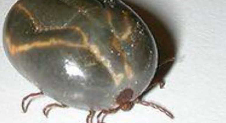 The exotic longhorned tick has been found in Bergen County. The exotic longhorned tick has been found in Bergen County.