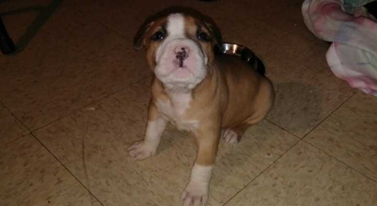 Luna the puppy was stolen off of a street in the Bronx. Luna the puppy was stolen off of a street in the Bronx.