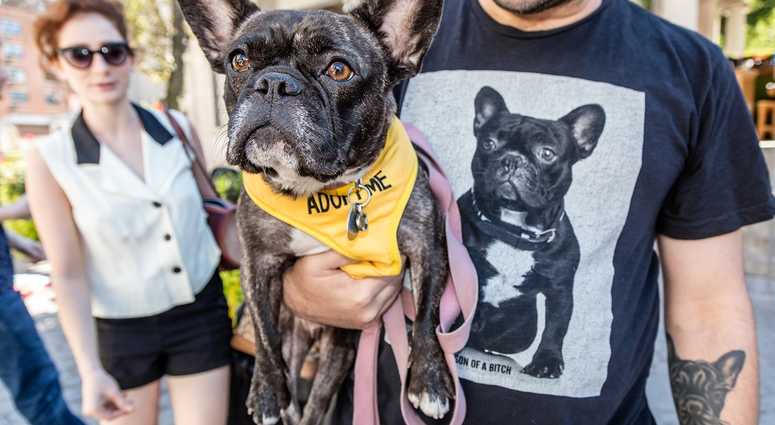 Mayor's Alliance for NYC's Animals Adoptapalooza (Photo: Mark McQueen)