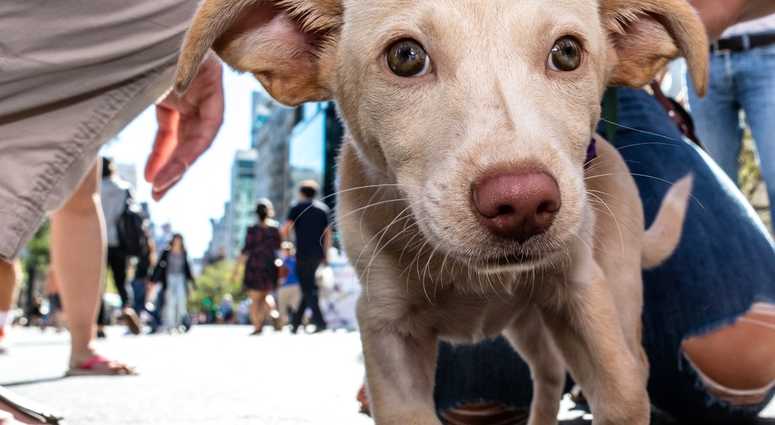 Mayor's Alliance for NYC's Animals Adoptapalooza (Photo: Mark McQueen)