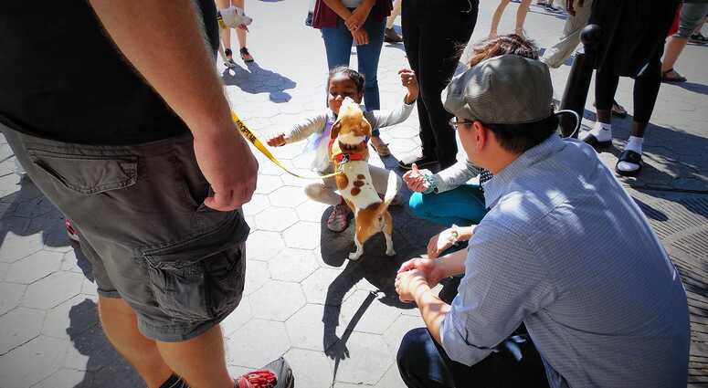 Mayor's Alliance for NYC's Animals Adoptapalooza (Photo: Maureen Smith)
