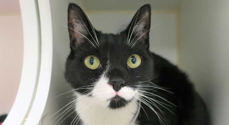 Missy 27994: Available for adoption at Manhattan ACC: 326 East 110th Street (Photo: ACC)