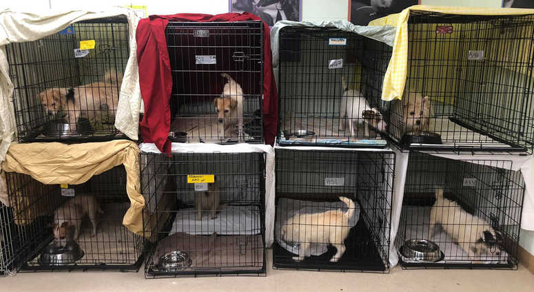 Recovered New Jersey dogs Recovered New Jersey dogs