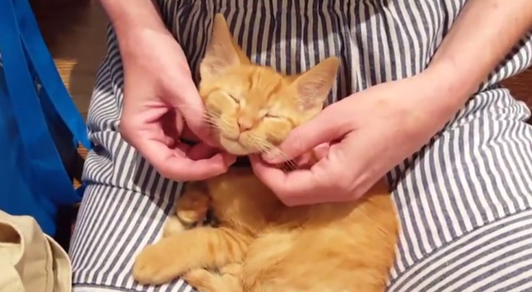 (Photo: AllForAnimalsTV.com)
