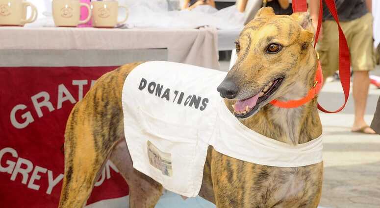 Mayor's Alliance for NYC's Animals Adoptapalooza (Photo: PawPrints By Dave))