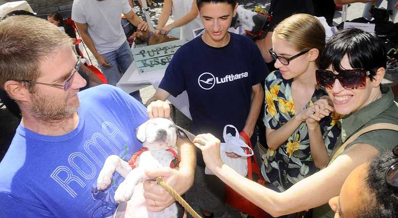 Mayor's Alliance for NYC's Animals Adoptapalooza (Photo: PawPrints By Dave)