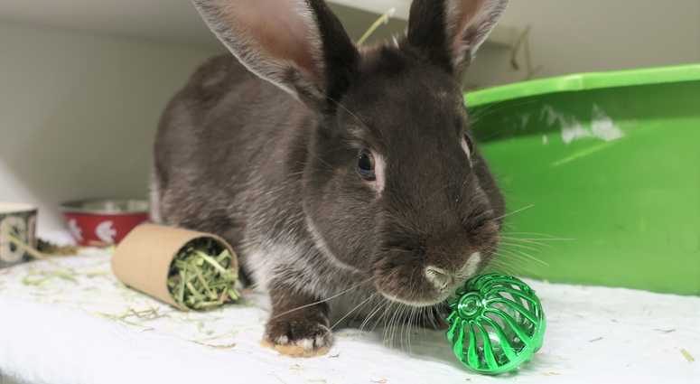Peppy Hare, available for adoption at Manhattan ACC: 326 East 110th Street (Photo:ACC)