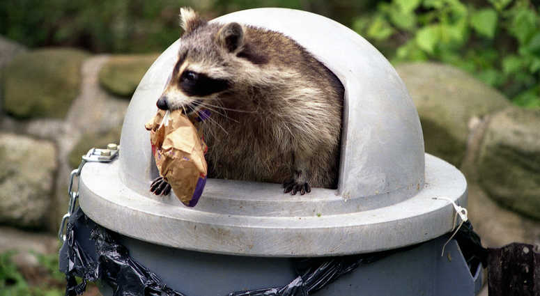 Raccoon Raccoon