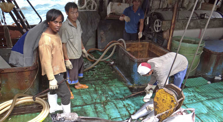 Fishermen in the Marshall Islands unload tuna for Luen Thai Fishing Venture, a company that was supplying fish that entered the supply chain of Sea To Table. Men work around the clock, getting little pay. Fishermen in the Marshall Islands unload tuna for Luen Thai Fishing Venture, a company that was supplying fish that entered the supply chain of Sea To Table. Men work around the clock, getting little pay.