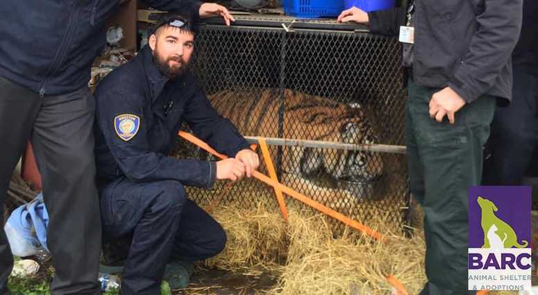 Animal control officers in Houston pose with a tiger found in an abandoned home. Houston Tiger 'Tyson'