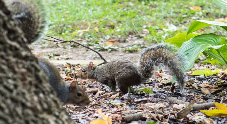 A squirrel in Central Park A squirrel in Central Park