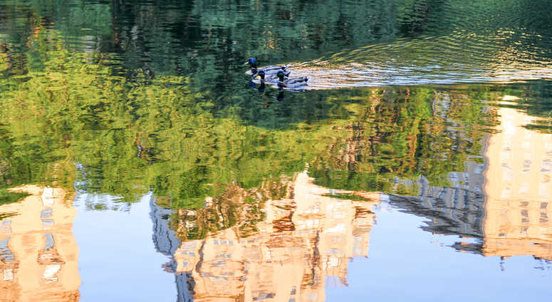Ducks swimming in Central Park