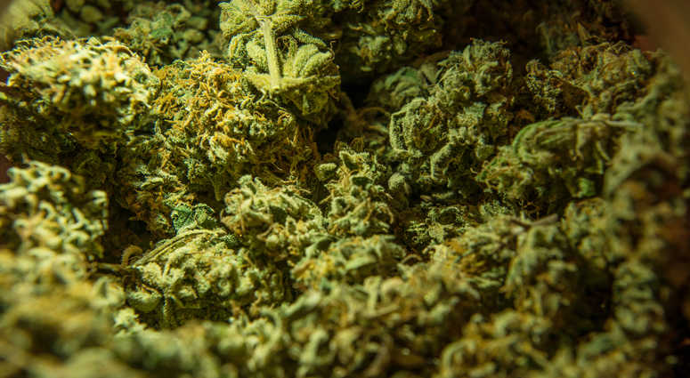 Marijuana