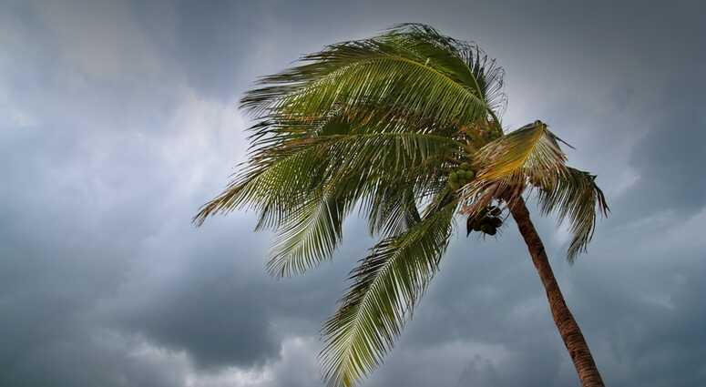 Palm tree in a hurricane Hurricane
