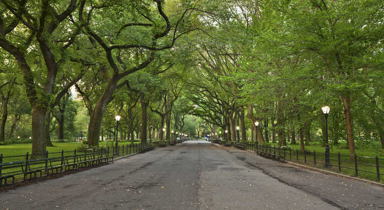 Mall area of Central Park. Mall area of Central Park.