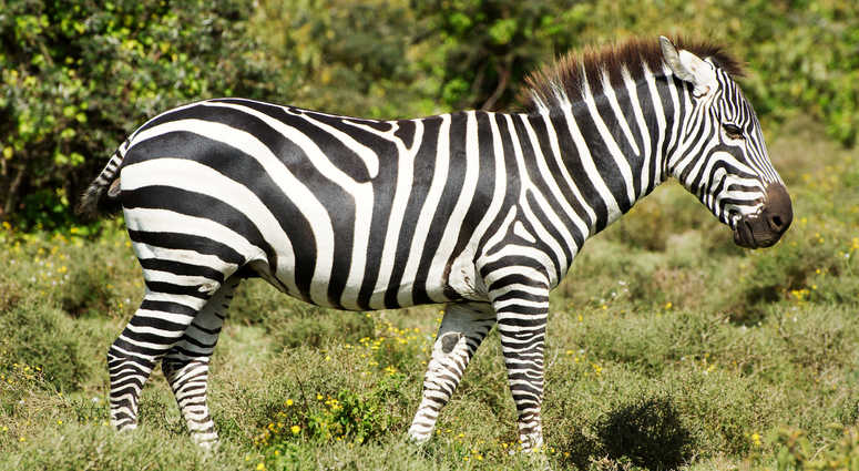 Zebra file image Zebra file image