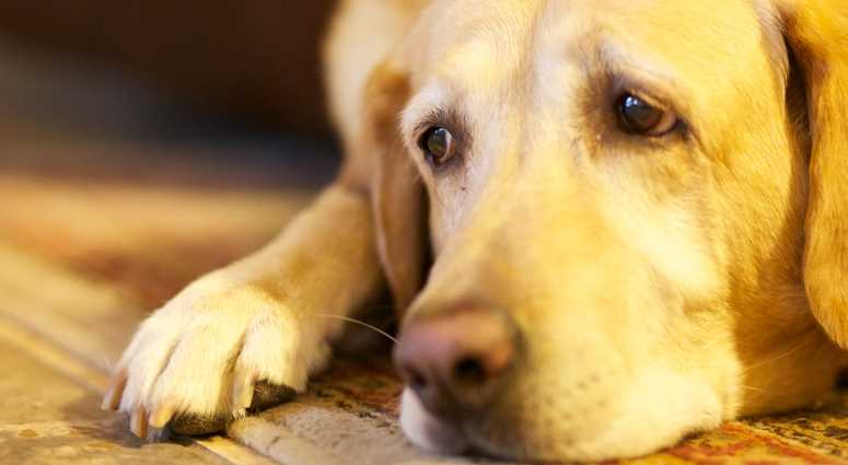 Sad Dog File Image Sad Dog File Image