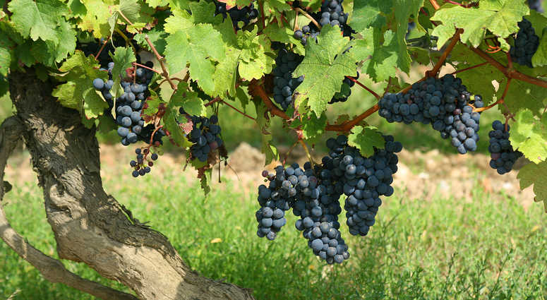 Vineyard file image Vineyard file image