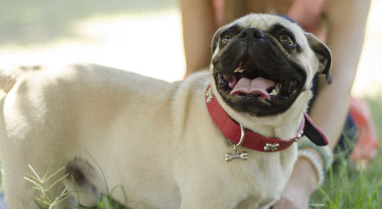 Cute pug dog and its female owner hanging out at a park Cute pug dog and its female owner hanging out at a park