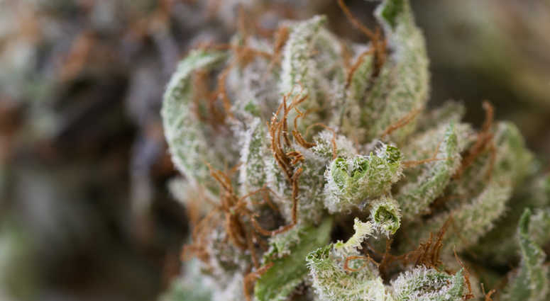Macro shot of a dired marijuana bud with crystalline structures Macro shot of a dired marijuana bud with crystalline structures