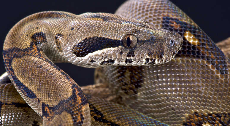 Boa constrictor file image Boa constrictor file image