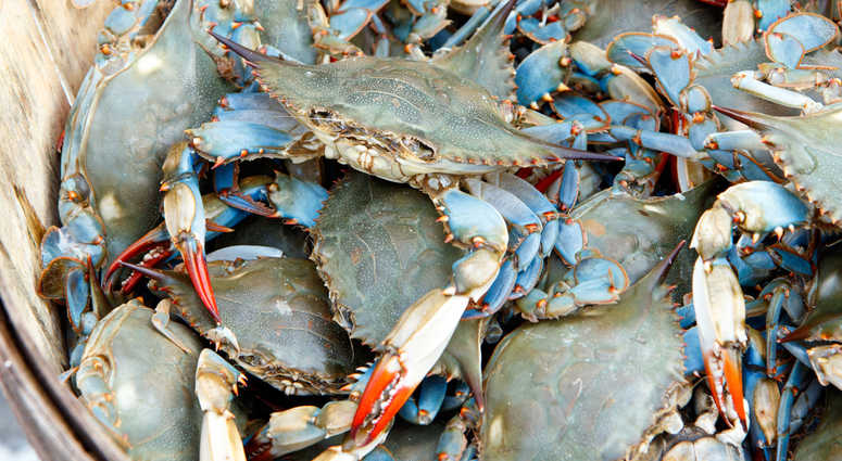Blue claw crabs. Blue claw crabs.