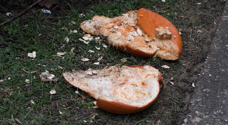 Smashed Pumpkin. Smashed Pumpkin.