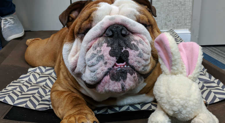 Henry, the cute bulldog puppy