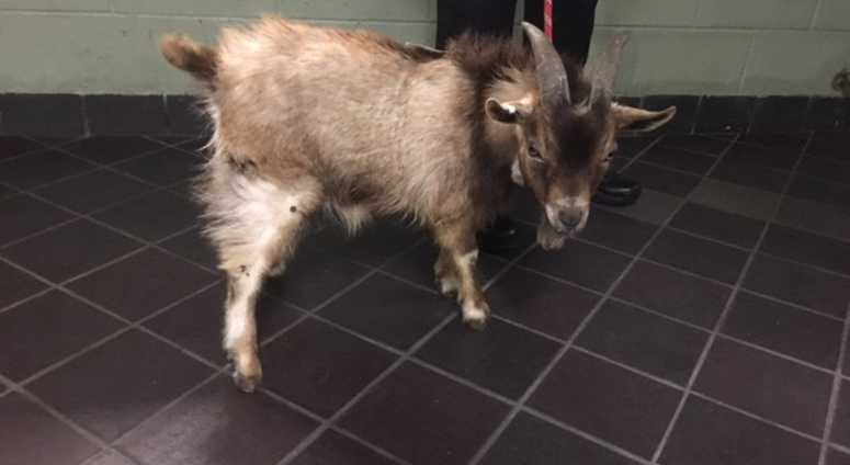 The goat. Goat Animal Care Centers of New York