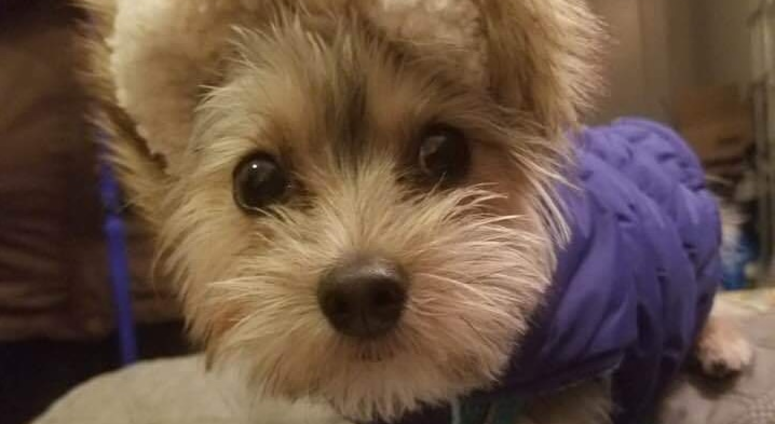 Maxi the rescue dog! (Photo: Stan Kravitz)