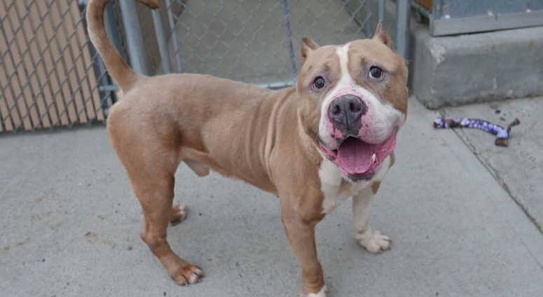 Ronnie (25203), available for adoption at Brooklyn ACC: 2336 Linden Boulevard.