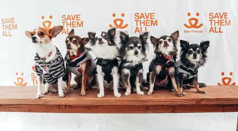 Best Friends Animal Society