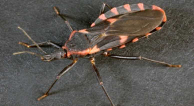 Triatomines aka the 'kissing bug' Triatomines aka the 'kissing bug'