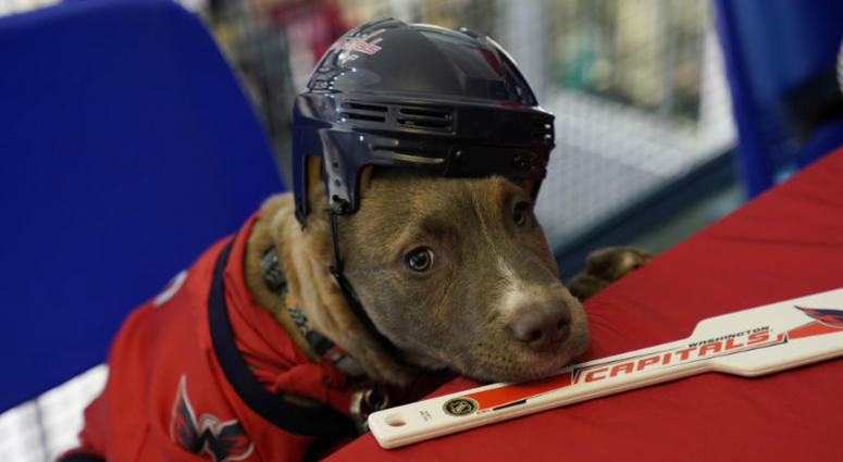 Barks Orpik resting up before the game #CapsCanines Puppy Playoffs