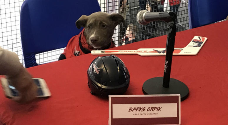 Barks Orpik has a case of pre-game butterflies now, but he'll be ready to ruff around come game time! #CapsCanines Puppy Playoffs