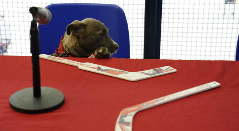 Oh no! Barks Orpik’s lid fell off! #CapsCanines Puppy Playoffs