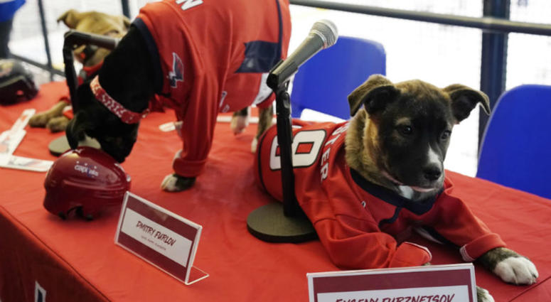 Dmitry Furlov is gonna bring the heavy lumber tonight! #CapsCanines Puppy Playoffs