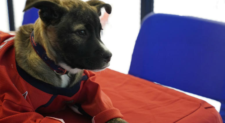 Evgeny Furznetsov resting up before the big game #CapsCanines Puppy Playoffs