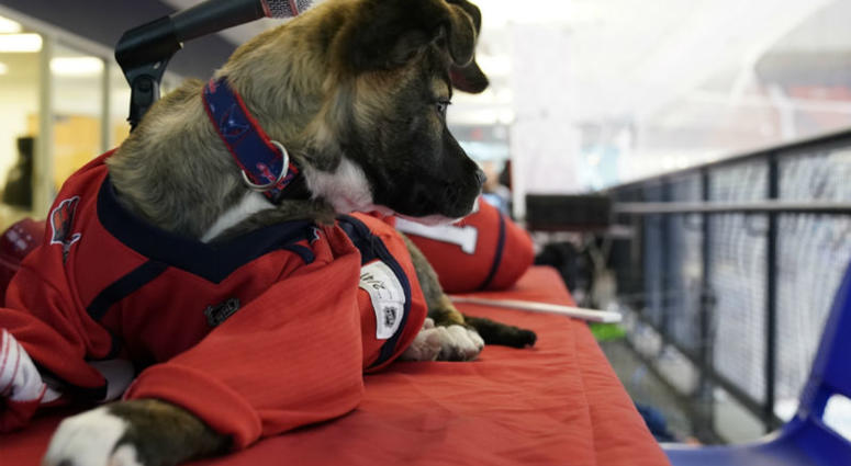 Evgeny Furznetsov shirking his media obligations #CapsCanines Puppy Playoffs