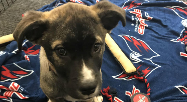 Evgeny Furznetsov getting in some stick handling drills before the big game! #CapsCanines Puppy Playoffs