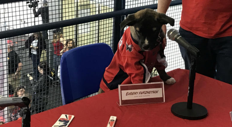 Evgeny Furznetsov addresses his adoring fans ahead of the Puppy Playoffs! #CapsCanines Puppy Playoffs