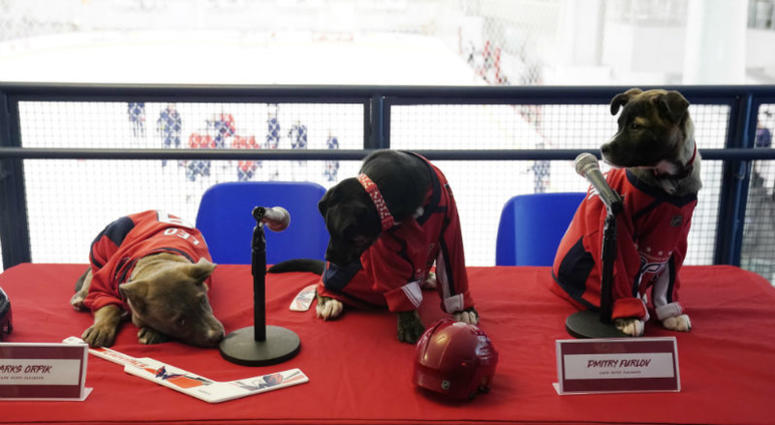 The squad is ready to get these Caps Puppy Playoffs going! #CapsCanines Puppy Playoffs