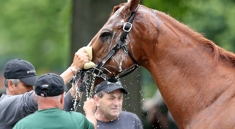 Justify is given a bath after his morning workout at Belmont Park Justify_Belmont_Park