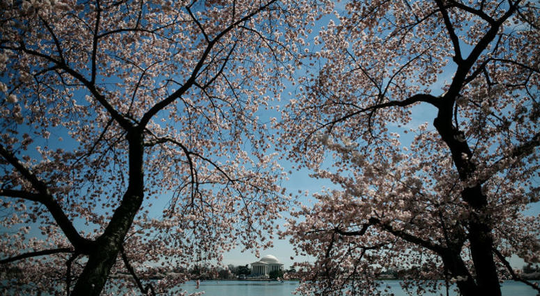 Be advised of the following street closures and parking restrictions before traveling to Capital One Arena for Game 2 Caps Traffic Advisory: Cherry Blossom Parade to affect Game 2 travel
