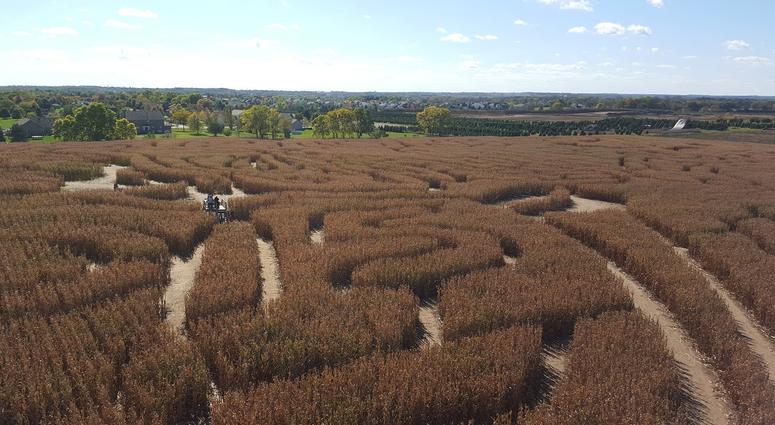 Corn Maze corn_maze