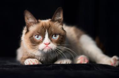 Grumpy Cat Dead At 7 Years Old RIP To Grumy Cat